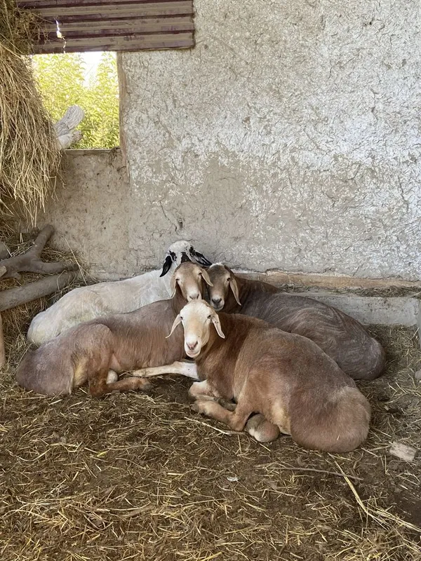 Арашан кучкорлари 4 Арашан кучкорлари 4