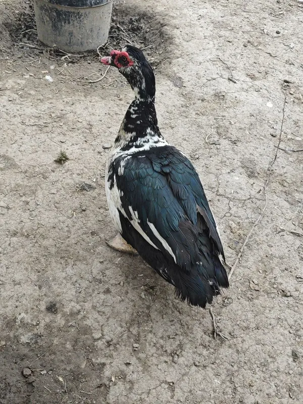 Idu utka uyda boqilgan