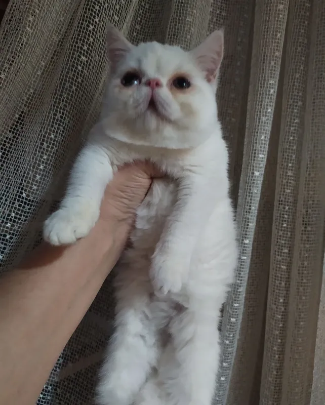 Ikki mushukcha va bir yoshli erkak mushuk 2