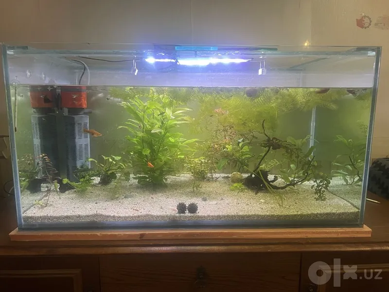 250 litrli akvarium 2 250 litrli akvarium 2
