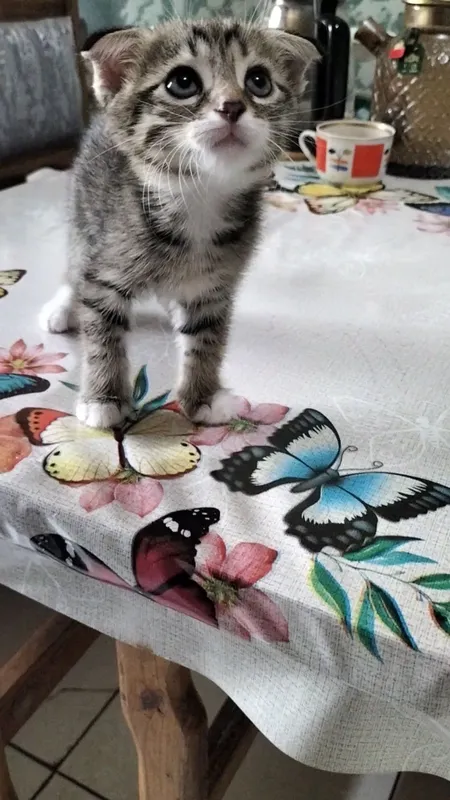 отдам котят бесплатно — фото 5