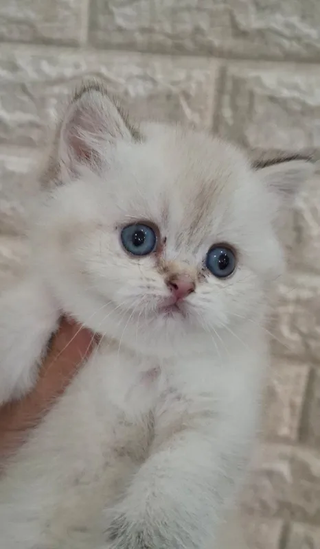 Кошка Белая шиншилла