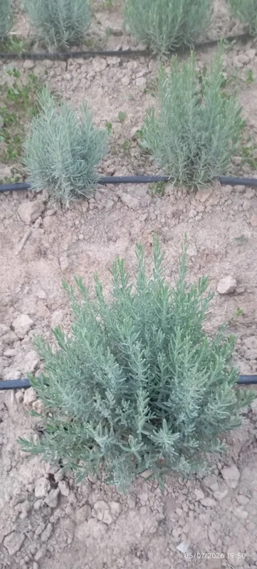 Lavanda gullari sotiladi 3