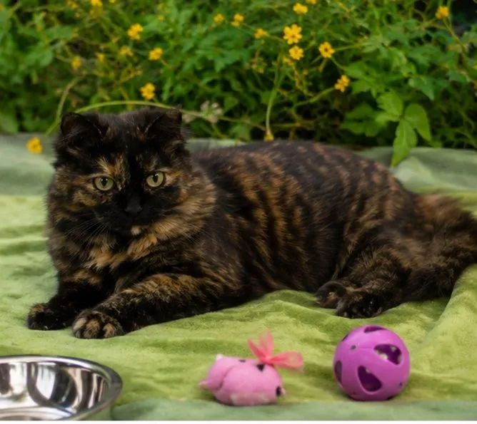 Кошечка-солнышко в черепаховой шубке, 4,5 года. 2 Кошечка-солнышко в черепаховой шубке, 4,5 года. 2