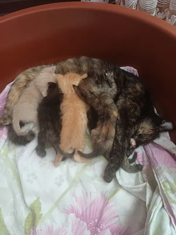 Пышык анасымен косып 2баласы бар — фото 6