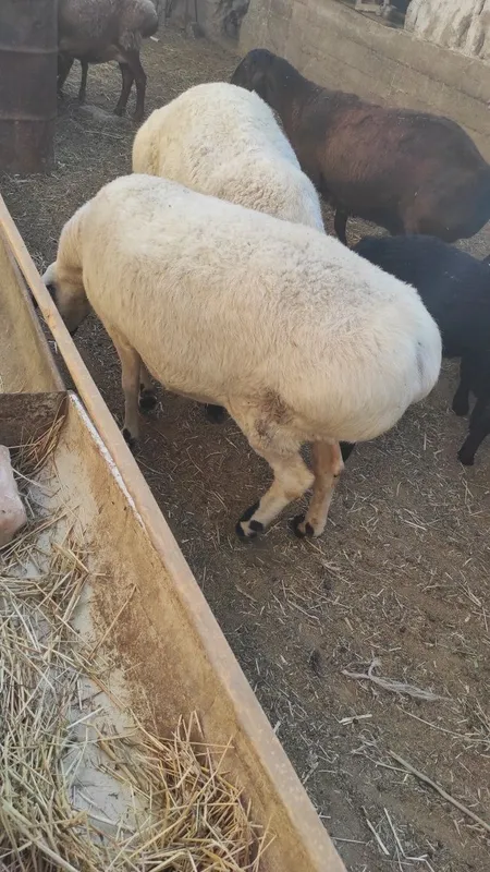 Moda quy sotiladi qora quloq zur moda bara 6