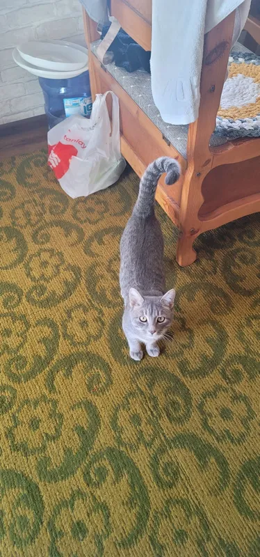 Отдадим кота в хорошие руки, кот находится в Янгиюле