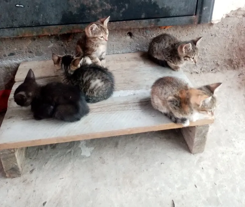 Отдам котят в хорошие руки Отдам котят в хорошие руки