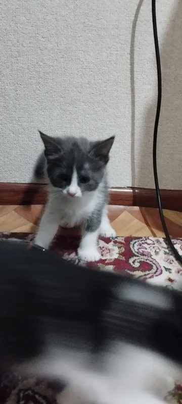 кошки 2
