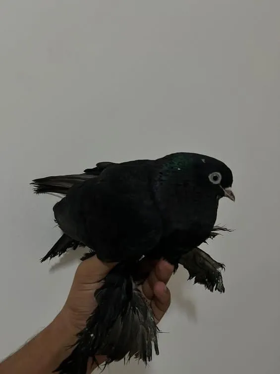 Kabutar sotiladi Kabutar sotiladi