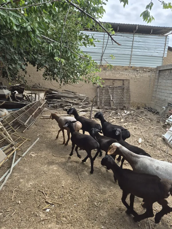Ona bola qoʻylar sotilad 1 Ona bola qoʻylar sotilad 1