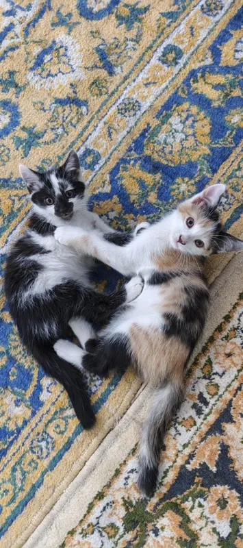 Котята бесплатно в добрые руки