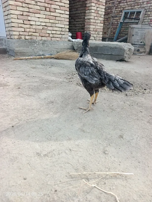 Куланги макиён кул 2