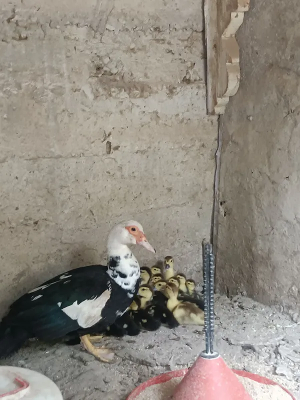 Indoutka jo‘jalari sotiladi