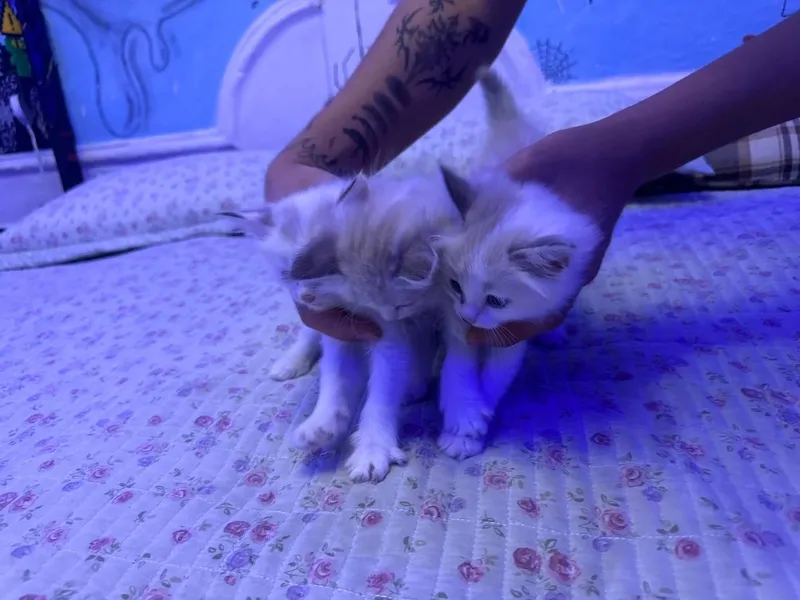 СИБИРСКИЕ КОТЯТА — фото 1