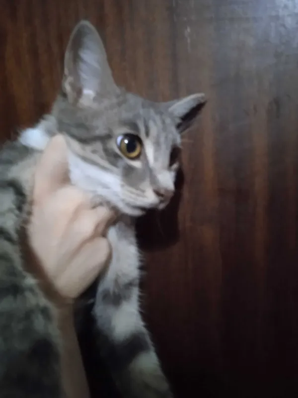 Красивый котик Мартин в добрые ручки. 6