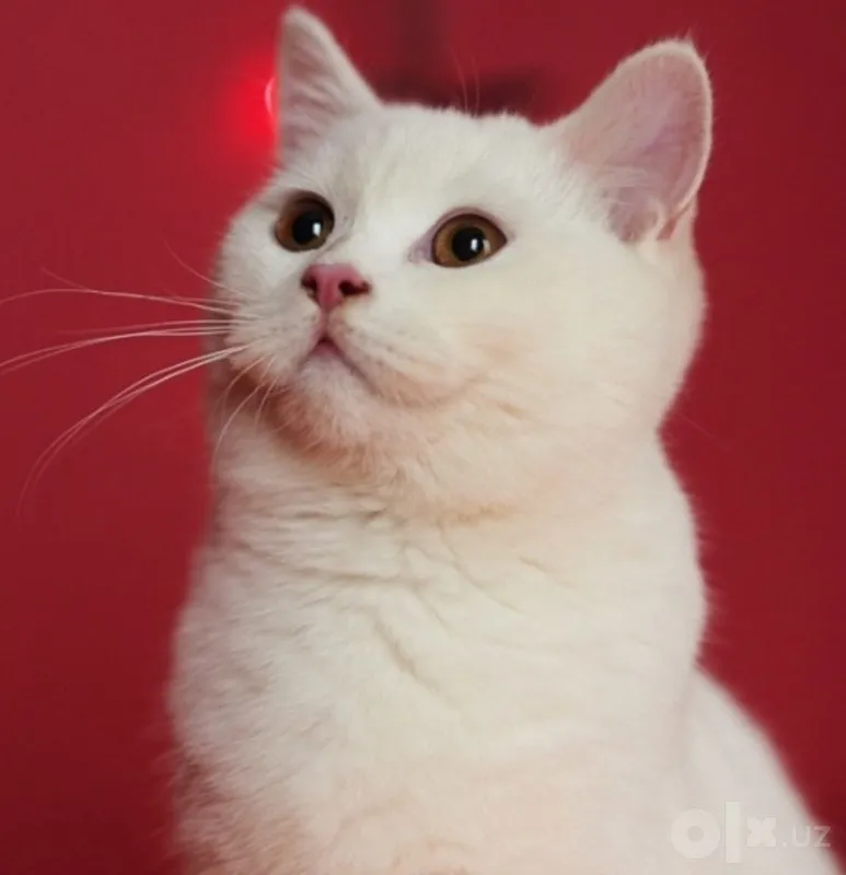Британский котик Британский котик