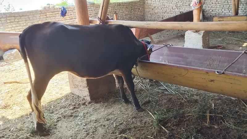 Mollar sotiladi manzil Buxoro viloyati jondor tumani 3