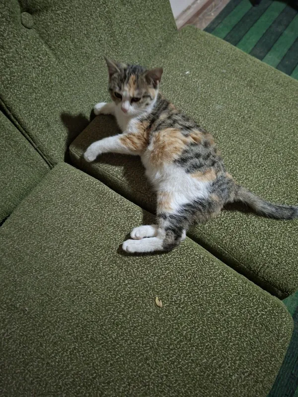 Кошка турецкая ангора Кошка турецкая ангора