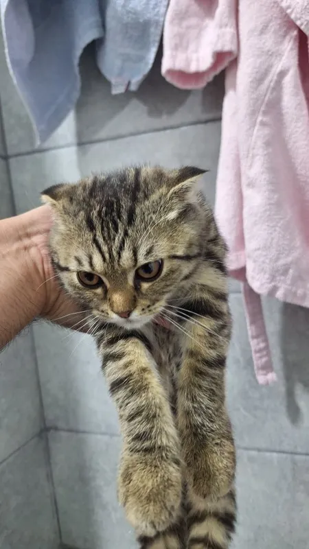 Мушукча сотилади скоттиш фолд — фото 3