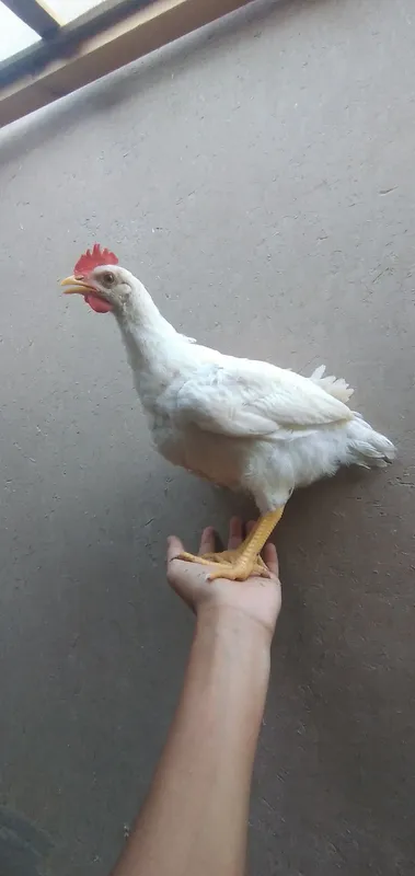 xòroz 3 xòroz 3