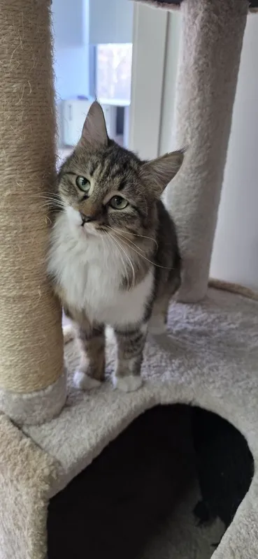 Котенок девочка Ташкент — фото 3