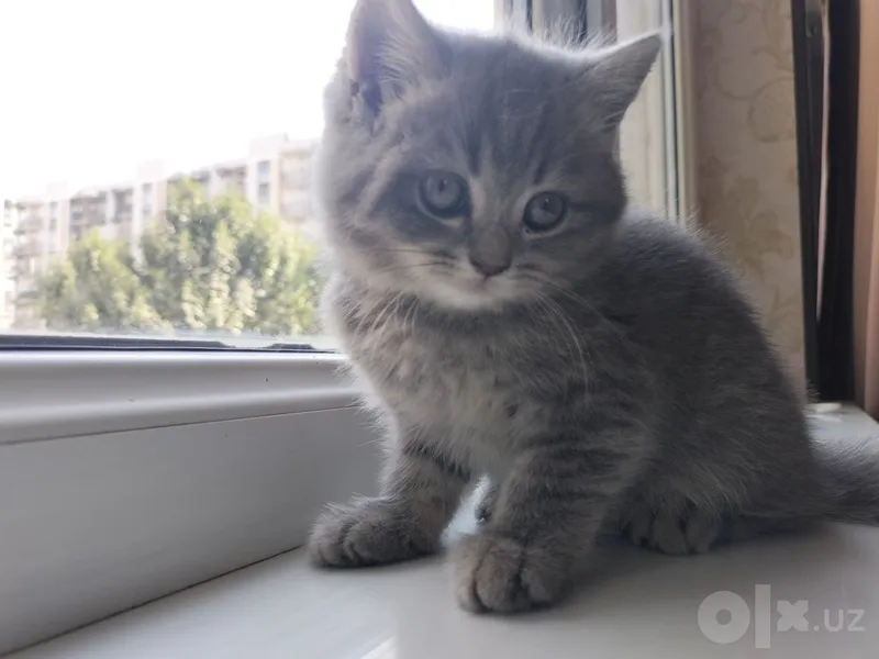 Продаётся котёнок. 3 Продаётся котёнок. 3