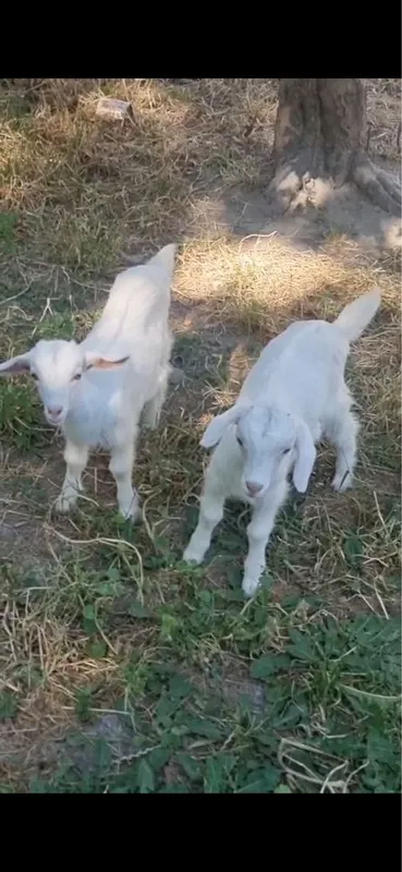 Zanin zotli echi bolalari sotiladi!!
