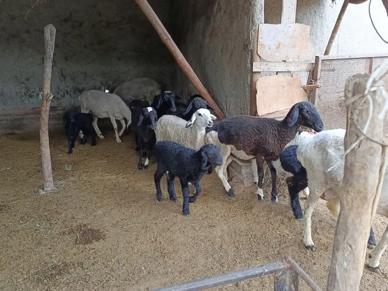 Qazoqi ona bola va alohida qoʻylar sotiladi — фото 1