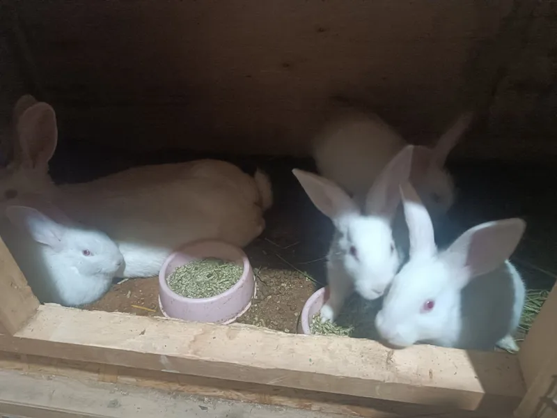Hikol zotli quyonlar bollari sotiladi. — фото 1