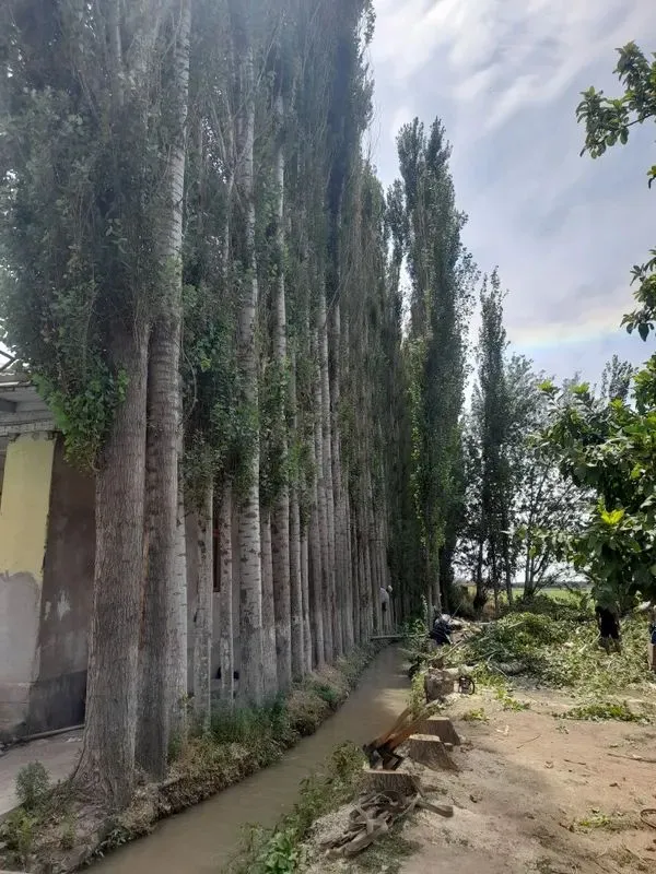 mirzaterak mirzaterak