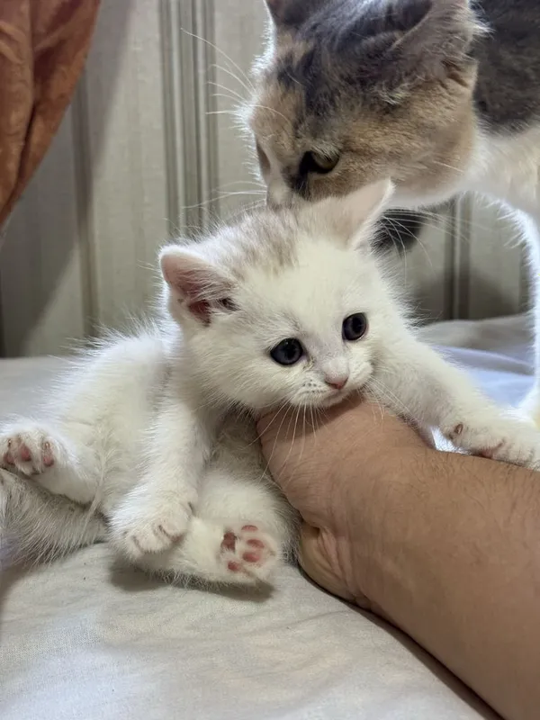 Котята Британская короткошерстная