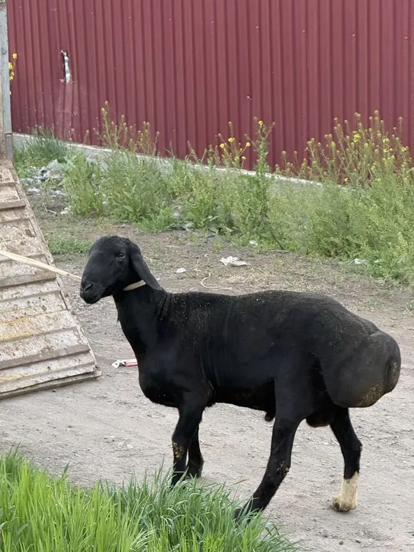 Shu qochqor sotiladi