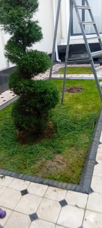 Archa ko‘chatlari xar xil mevali daraxtlar bor — фото 6