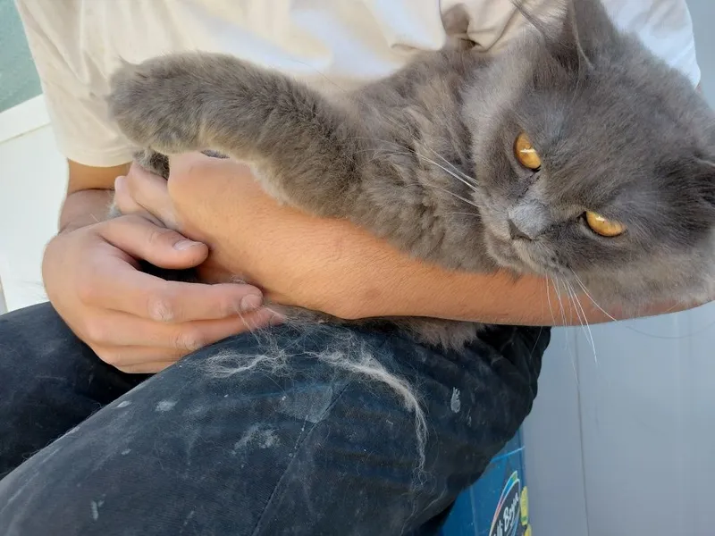 Shatlantskiy stray helind 3 Shatlantskiy stray helind 3