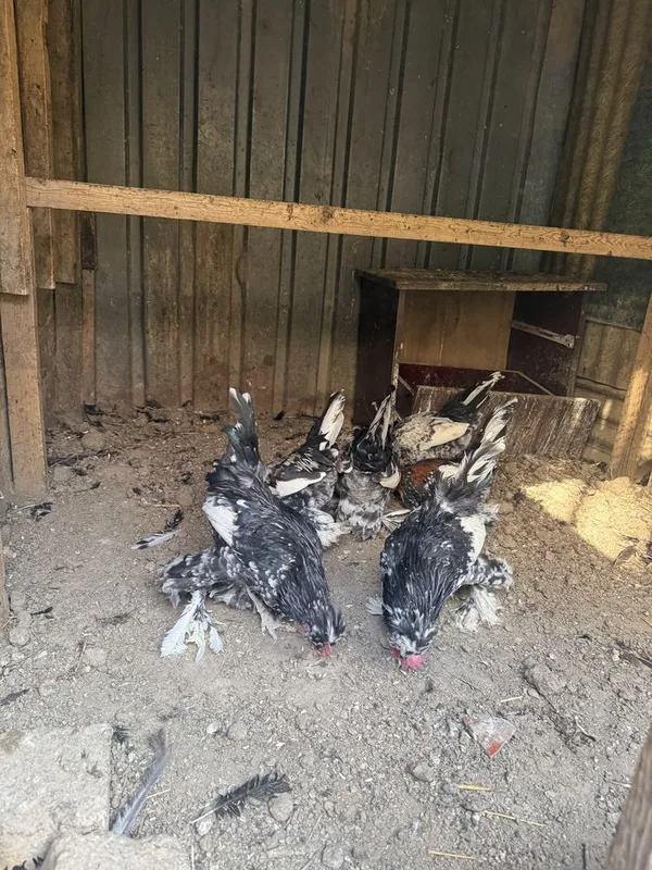 Курк японча товук сотилада Самарканда шахар — фото 3