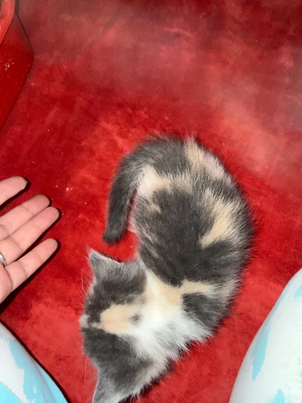 4 котёнка в возрасте 1 месяца, один чёрно-жёлтый — 5 месяцев 9 4 котёнка в возрасте 1 месяца, один чёрно-жёлтый — 5 месяцев 9