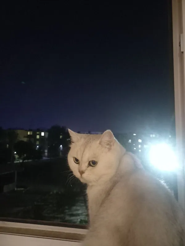 котята продаются 1