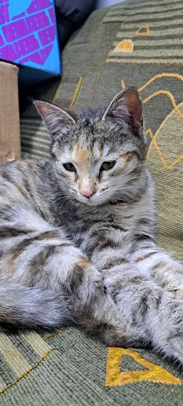 Кошечка в хорошие руки 1