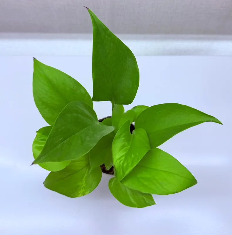 Epipremnum, xonaki o‘simliklar 1