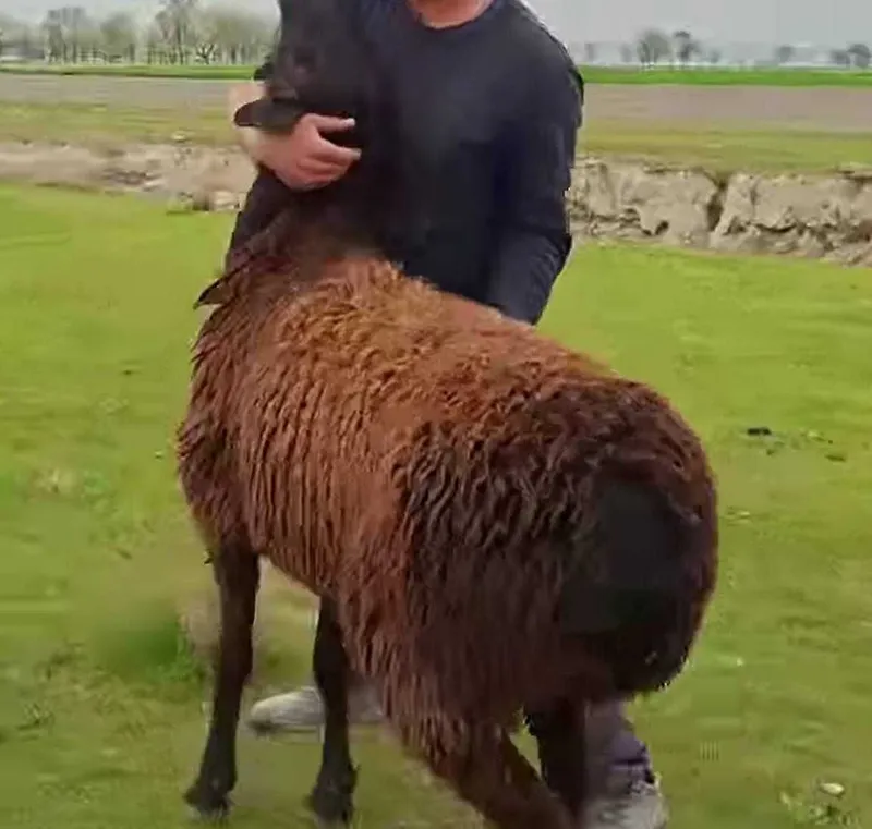 Aqiqa, qurbonlik, ehson va xudoyi uchun qo‘ylar qo‘chqorlar sotiladi.