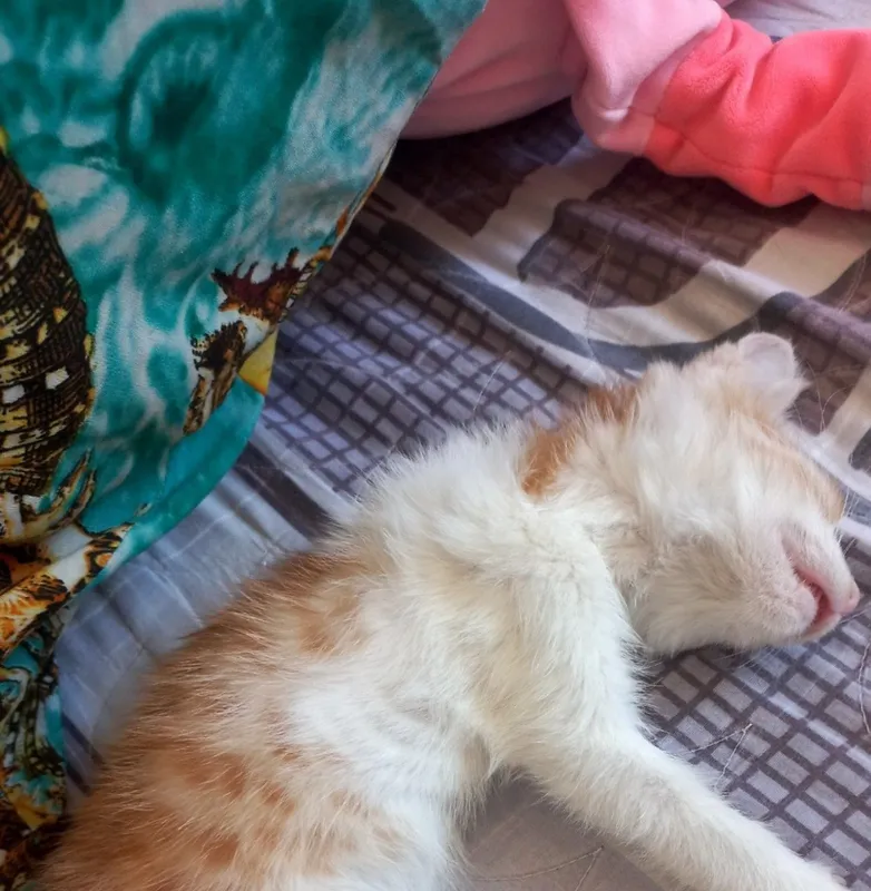 Soglom. O‘G‘IL bir yarim oyki Mushukcha yaxshi qollarga hadyaga beril 3