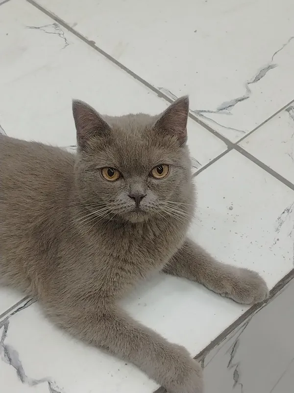 British Shorthair mushugi