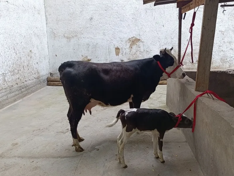 gibirt 1chi qoringa yegi tuqan 8litir suti bor bolasi gʻunojin — фото 6