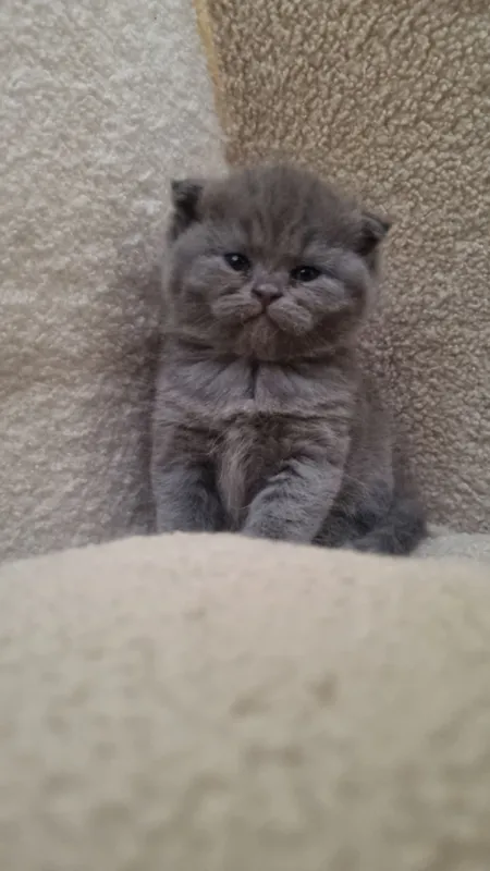 Скоттиш-фолд и скоттиш-страйт 4