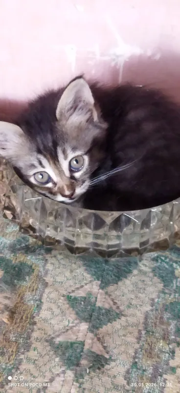 Котята в добрые руки — фото 7