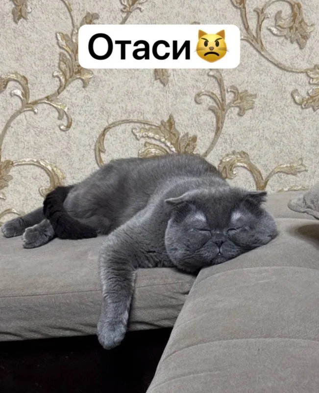 Мушукчалар Сотилади хаммаси СКОТИШ ФОЛД тоза — фото 2