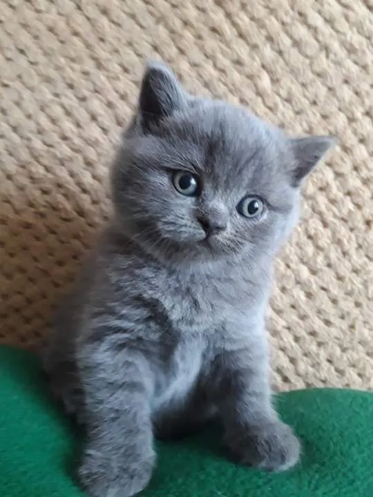 Продаются милье котята 2 Продаются милье котята 2