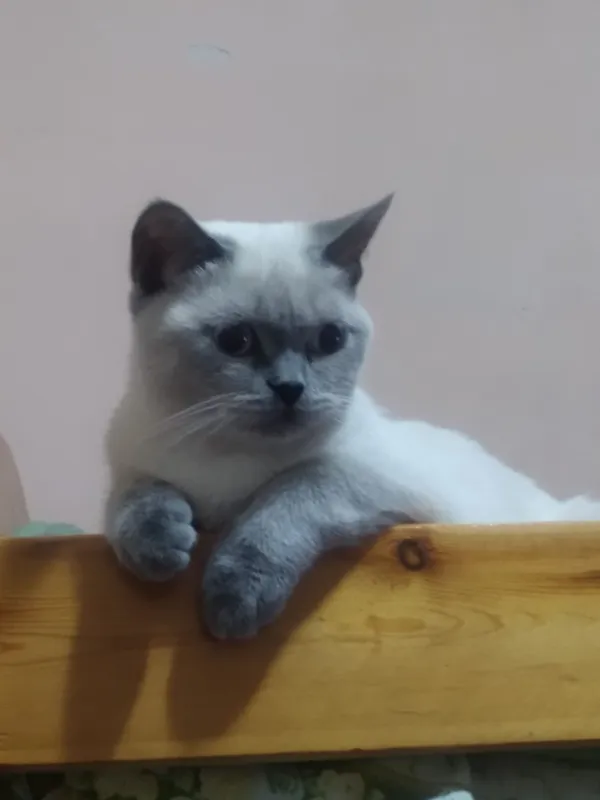 скотиш страйт шотландский 3