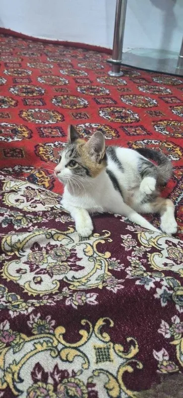 Hadiya !!! Qiz bola Mushuk 2 Hadiya !!! Qiz bola Mushuk 2